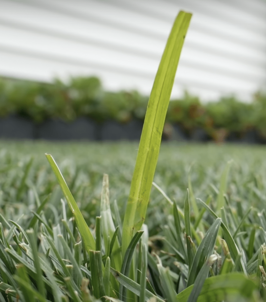 Nutsedge Vs. Crabgrass Weeds In Lawn (Similarities & Differences