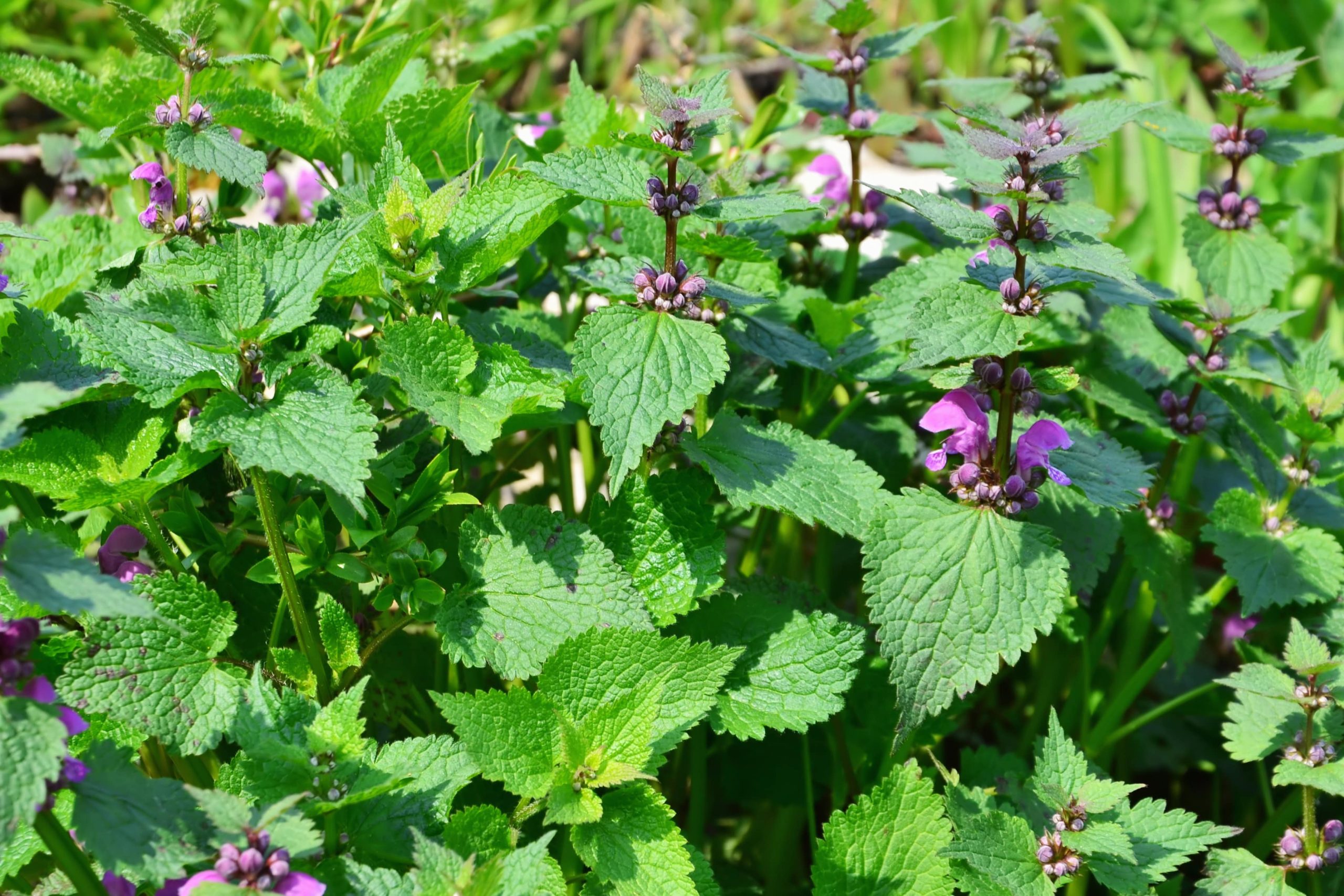 Henbit Vs Purple (Lawn Weed Differences & Similarities