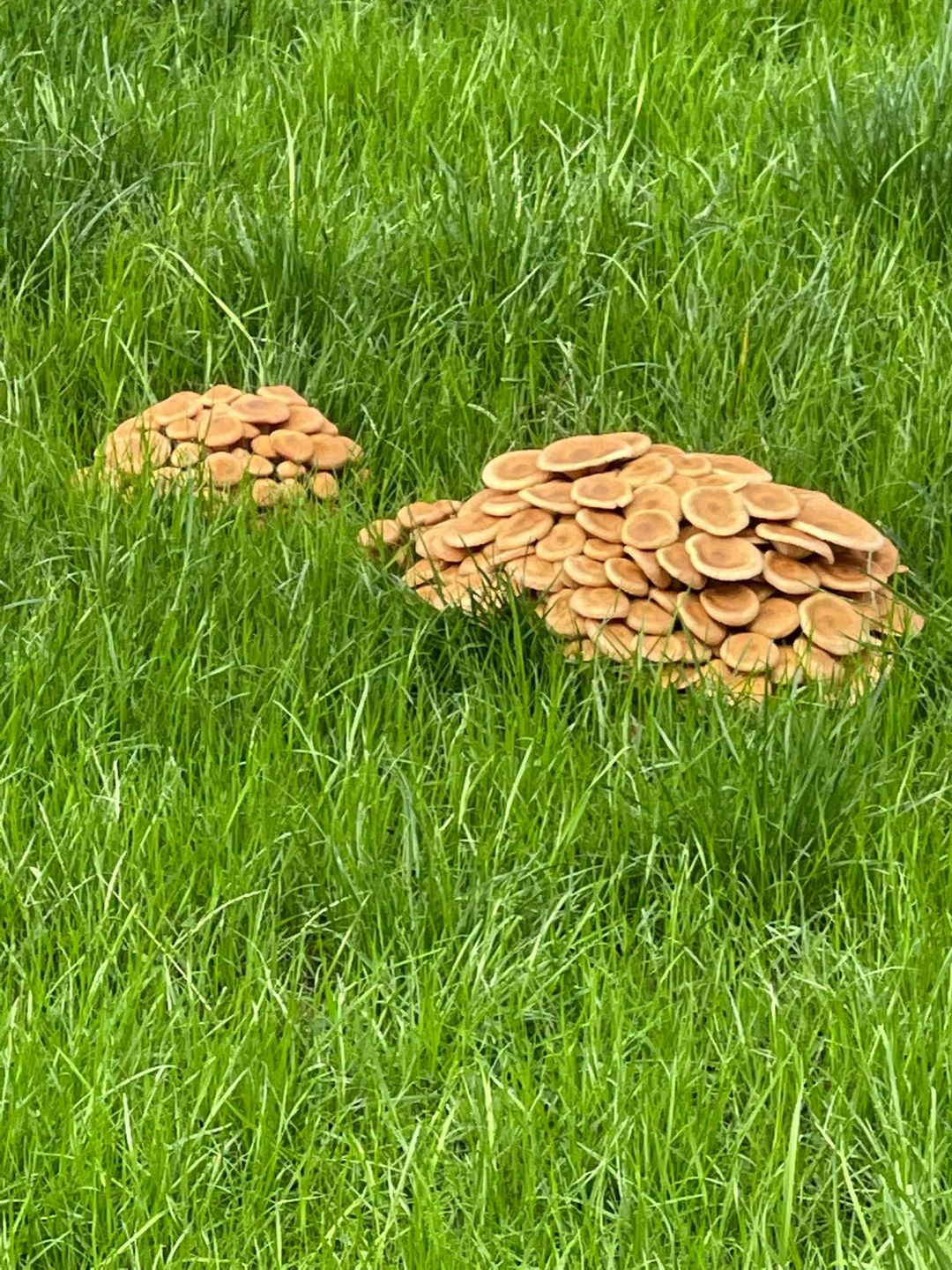 Lawn Mushrooms In Yard [Good, Bad & Causes For Mushrooms] Lawn Phix