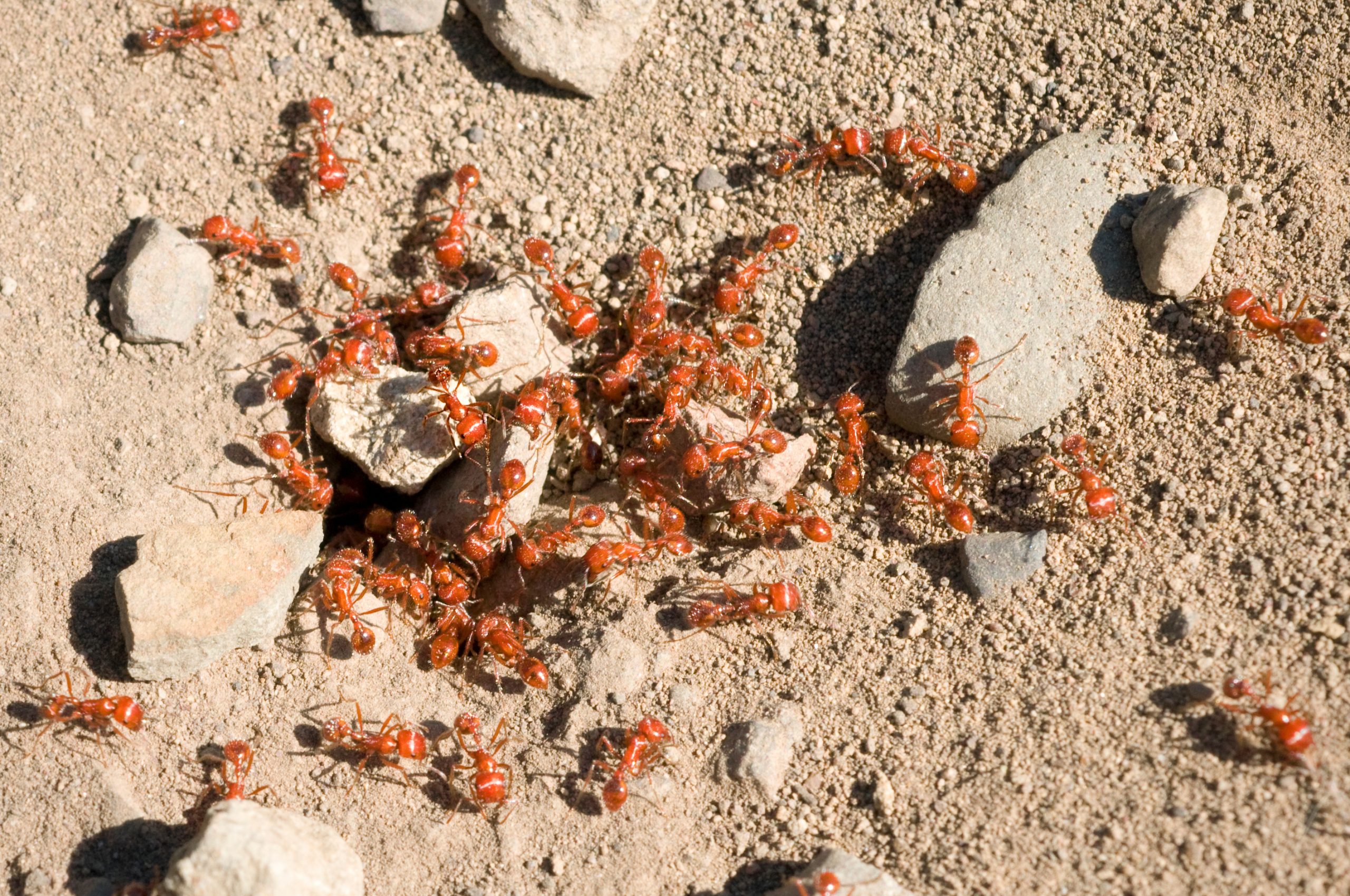 How To Get Rid Of Fire Ants (Kill & Prevent Ants In Your Lawn & Home