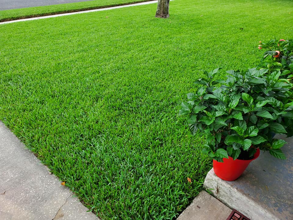 Bermuda Grass Vs St. Augustine Grass (Similarities & Differences) (Warm