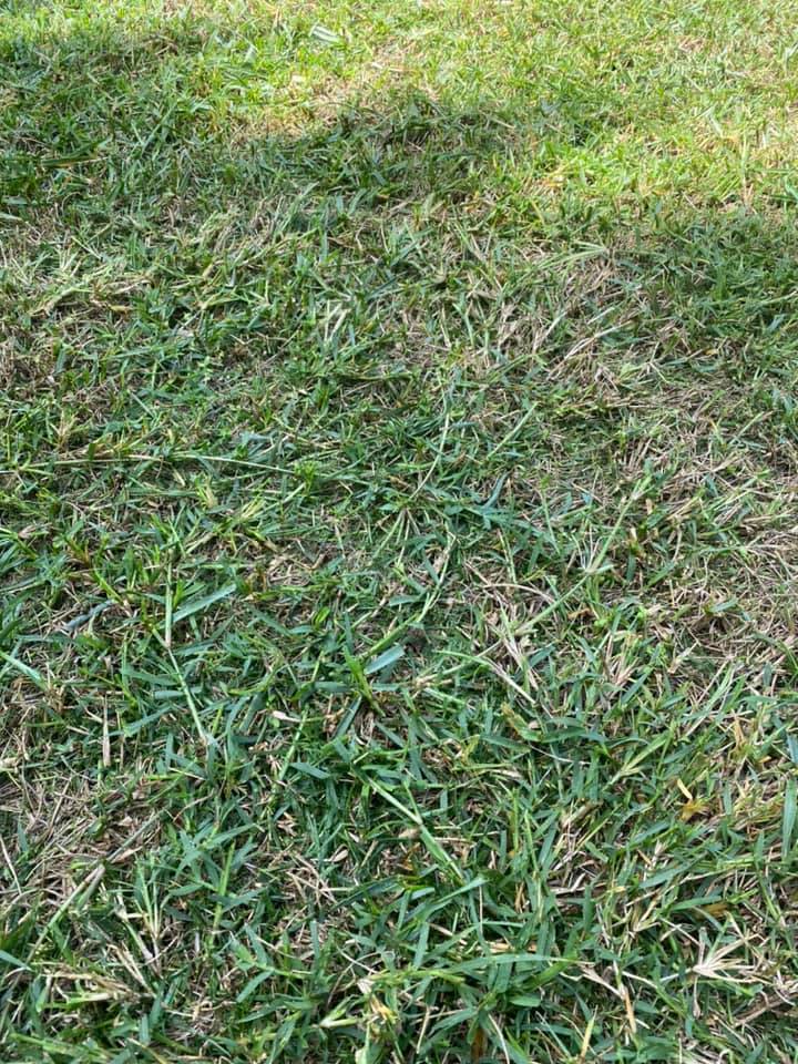 Crabgrass Vs Bermuda Grass (Difference & Similarities) Lawn Phix