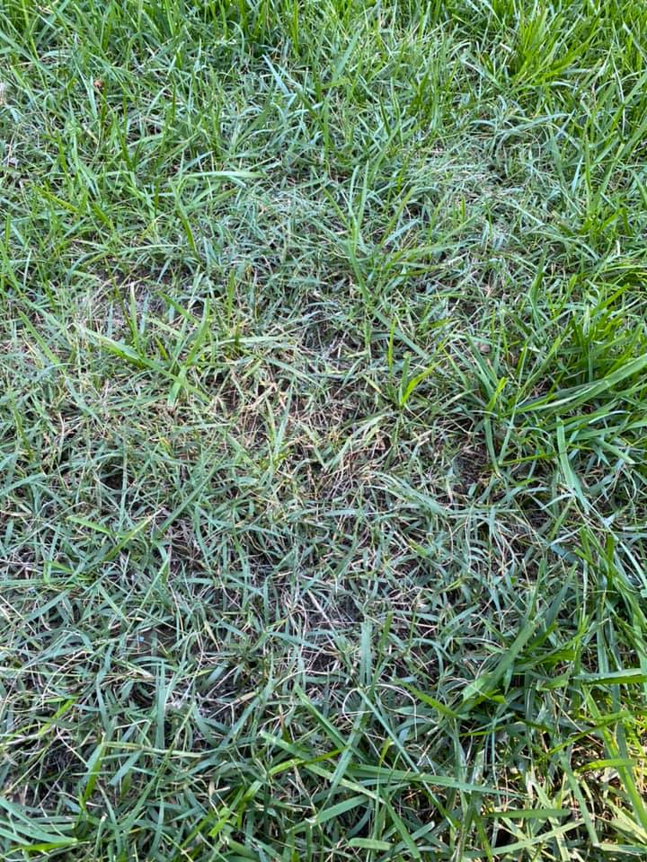 How To Kill Bermuda Grass (Get Rid Of & Control Bermudagrass) Lawn Phix