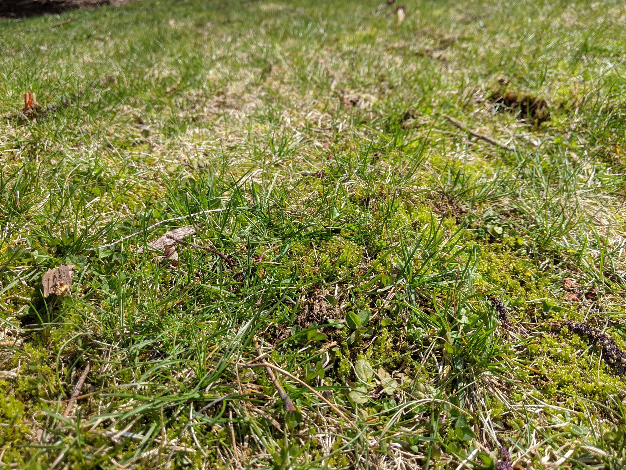 How To Get Rid Of Moss In Lawns (Control & Kill Yard Moss) Lawn Phix