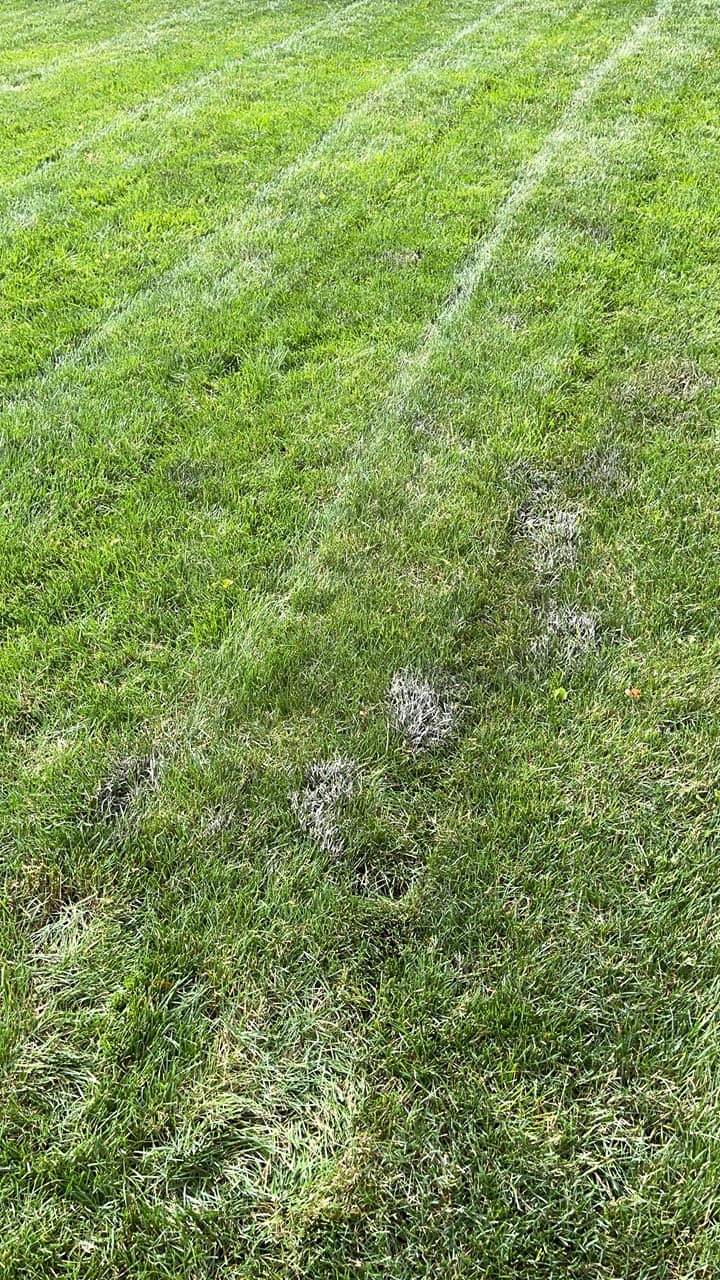 Why Is My Grass Turning Blue? (Answers To A Blue/Purple Lawn) Lawn Phix