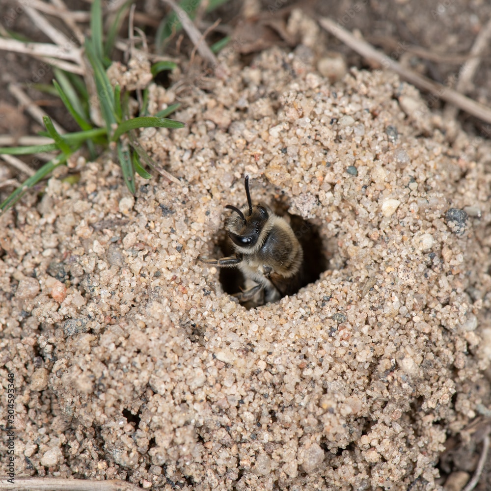 How To Get Rid Of Ground Bees In Your Lawn Lawn Phix