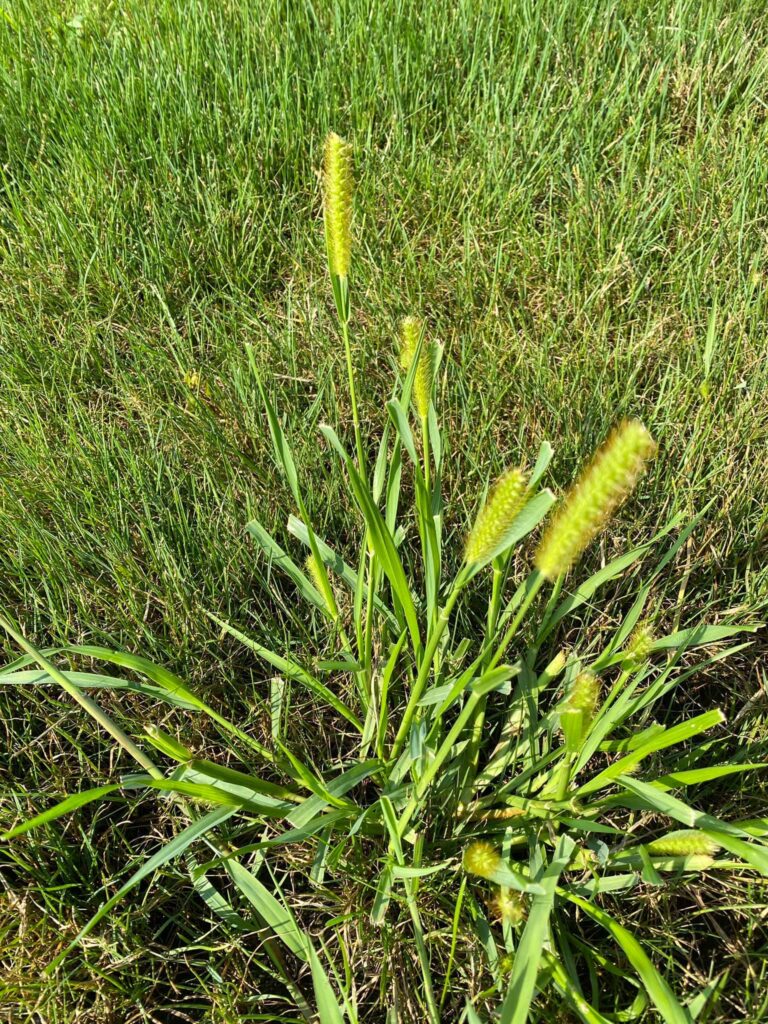 How To Get Rid Of Foxtail In Lawn Guide To Foxtail Control