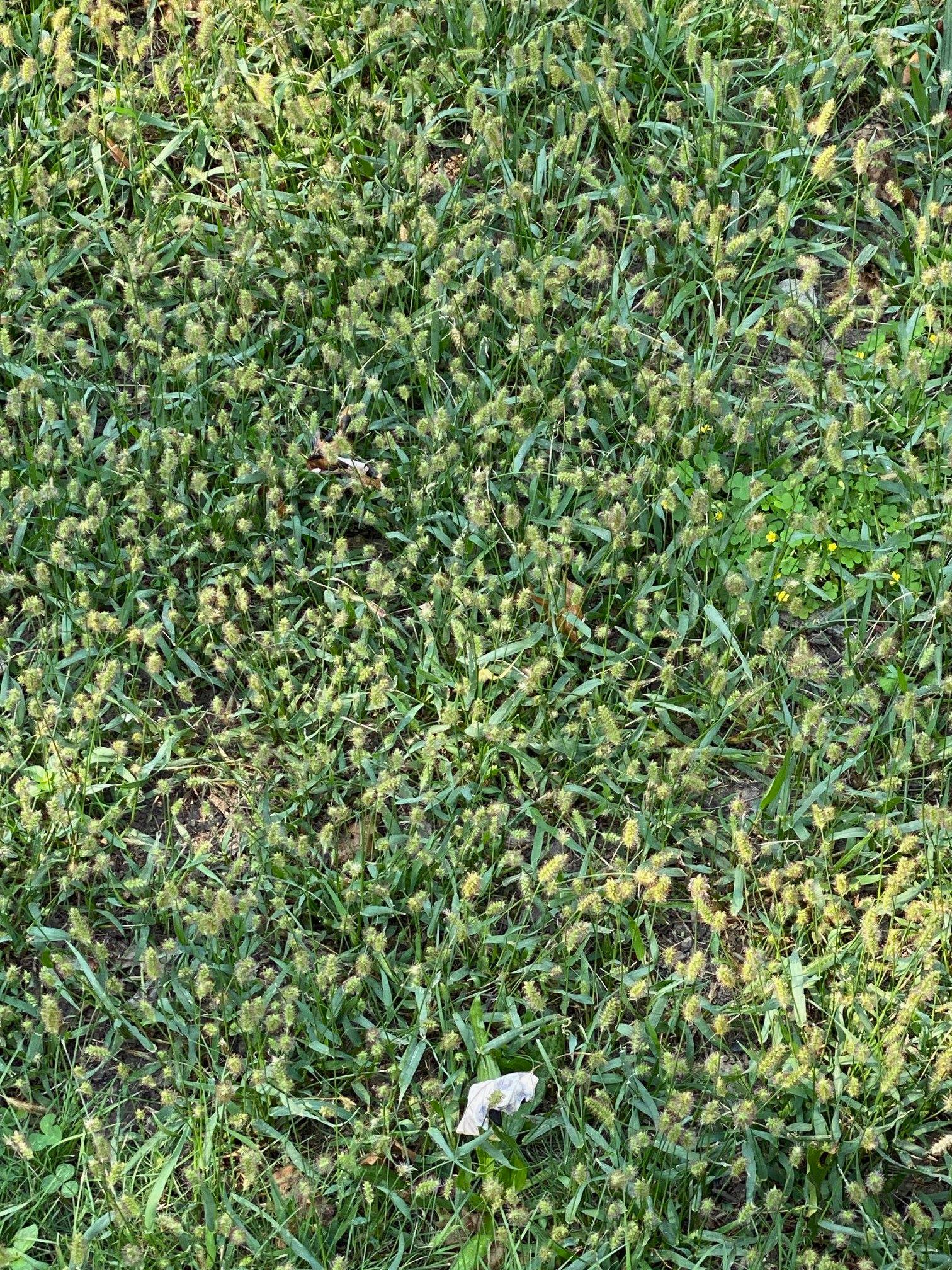 How To Get Rid Of Foxtail In Lawn Guide To Foxtail Control