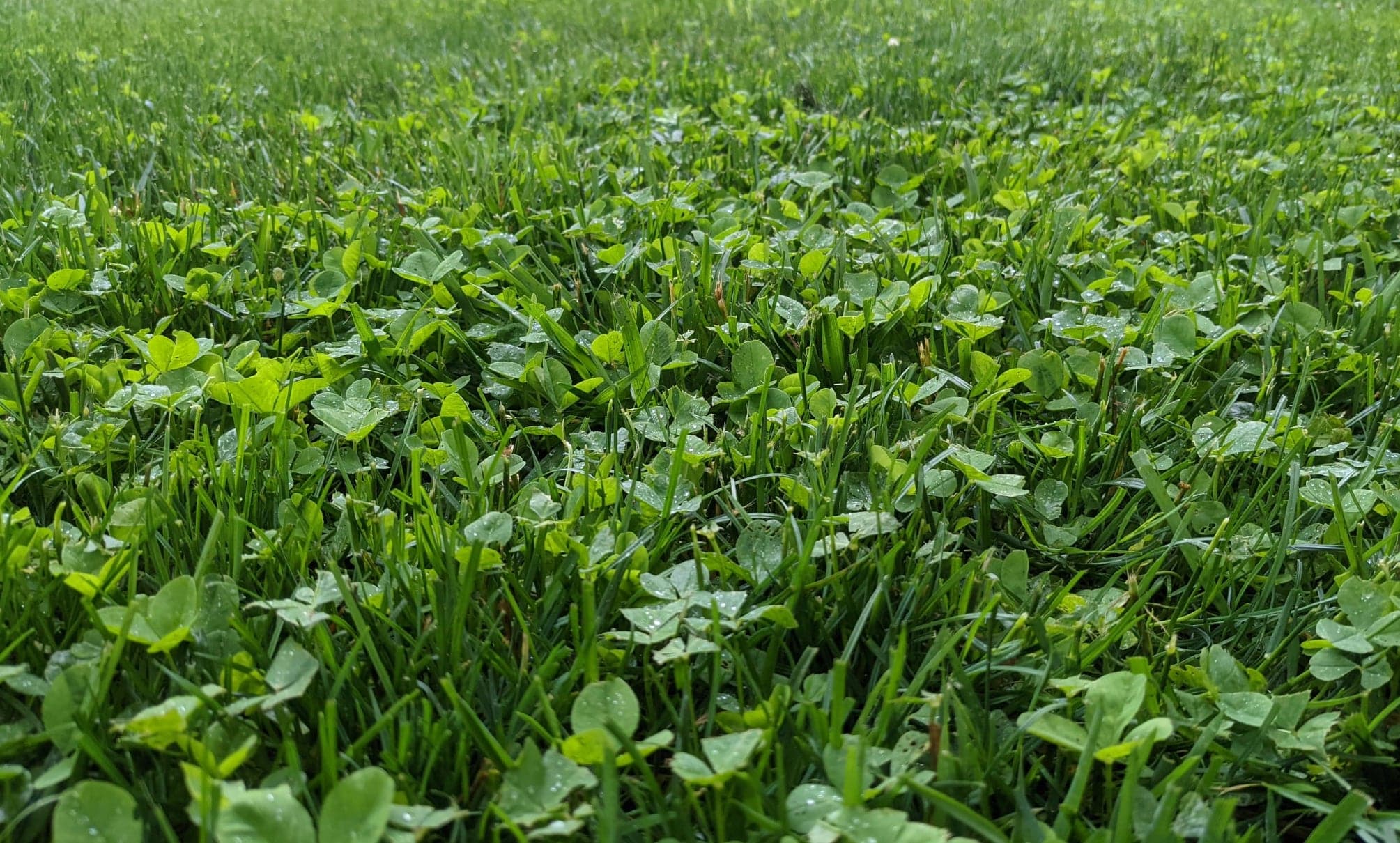 Clover Lawn 101 Answers To Your Questions About Planting Clover