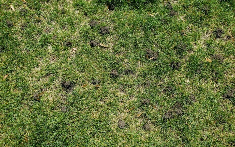 Why Are There So Many Ant Hills In My Yard? Lawn Phix