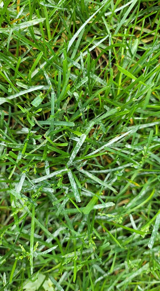Battling Powdery Mildew Lawn Disease A Comprehensive Guide (2024) Lawn Phix