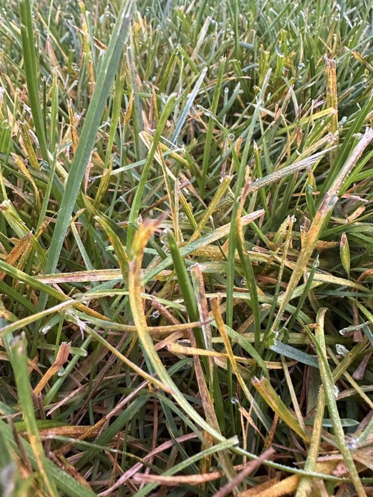 Melting Out Disease In Lawns A Guide To Identifying, Treating, And