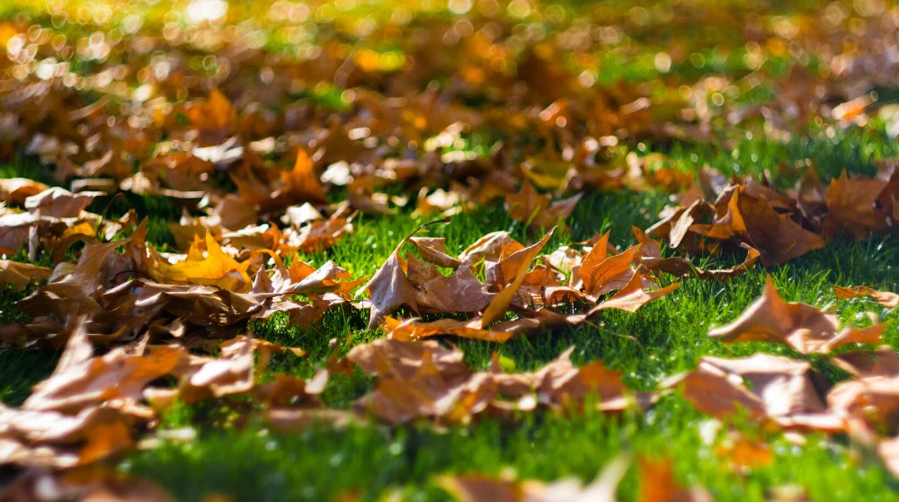 Autumn Lawn Care Australia Maintaining Your Lawn in Autumn Lawnpride