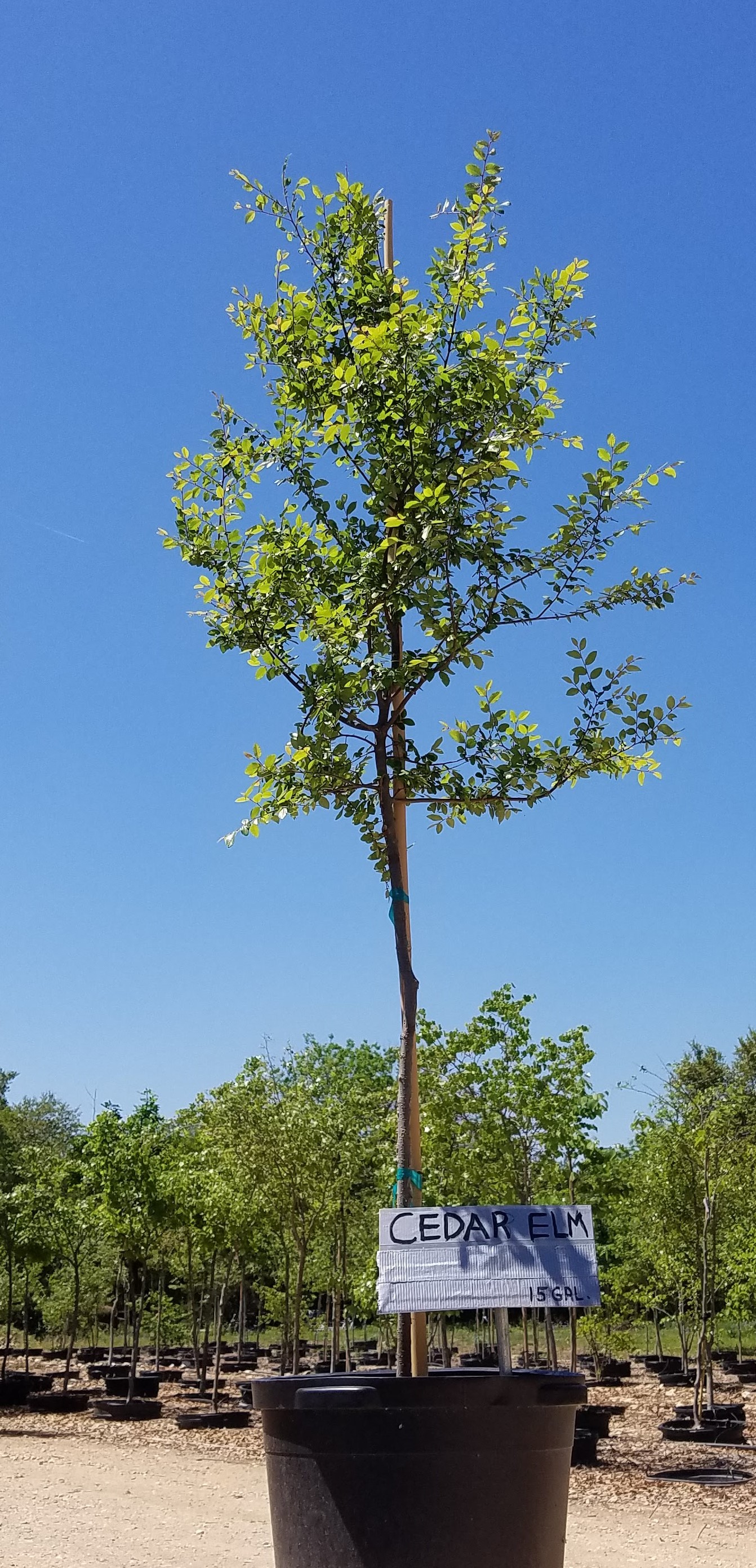 Cedar Elm (Ulmus crassifolia) Leander Area Wholesale Nursery Supply