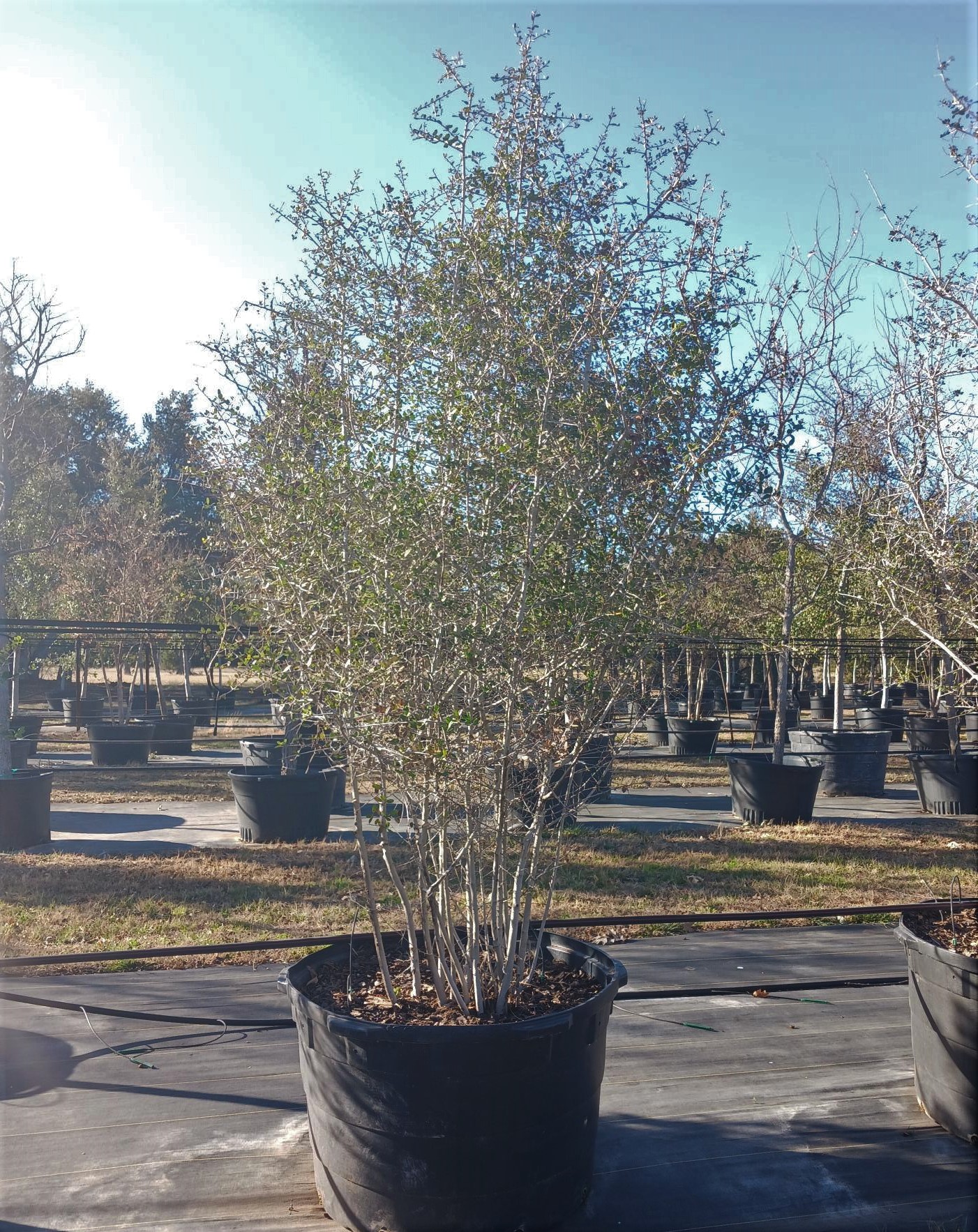 Native Male Yaupon Holly (Ilex vomitoria) LAWNS Tree Farm