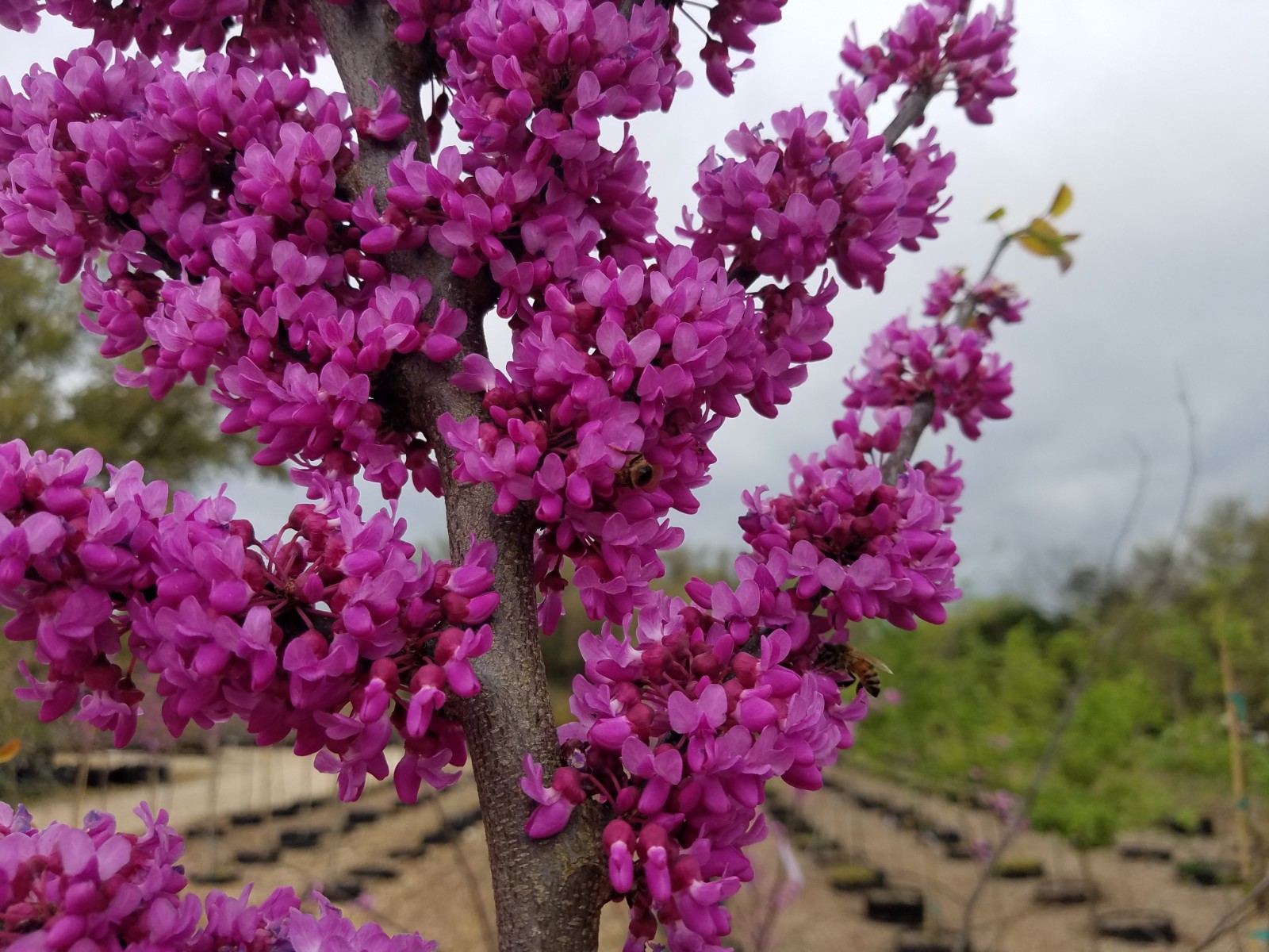 Forest Pansy Redbud (Cercis Canadensis) LAWNS Tree Farm