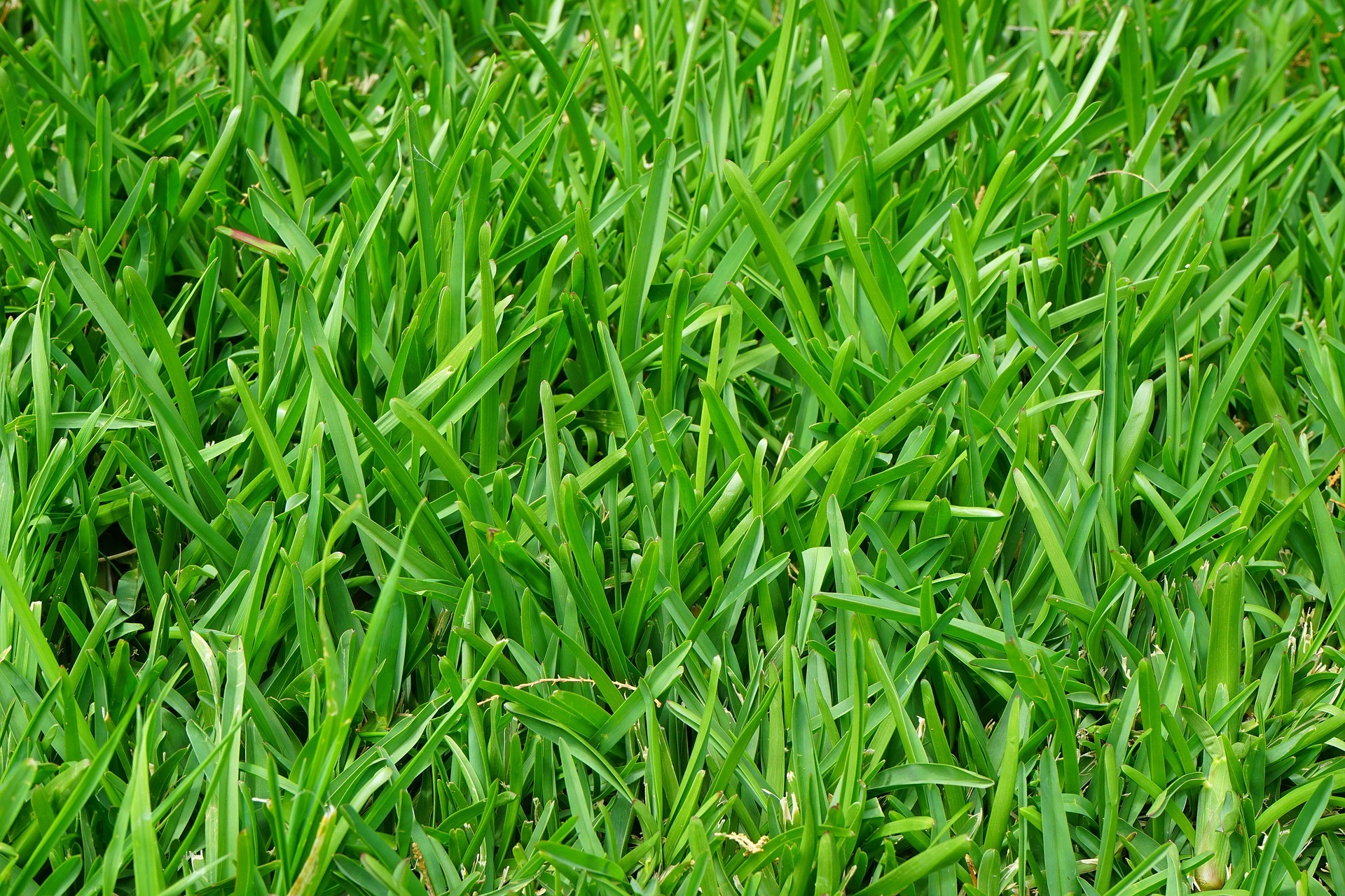 Step by Step Method on How to Grow Fescue Grass Lawn UK