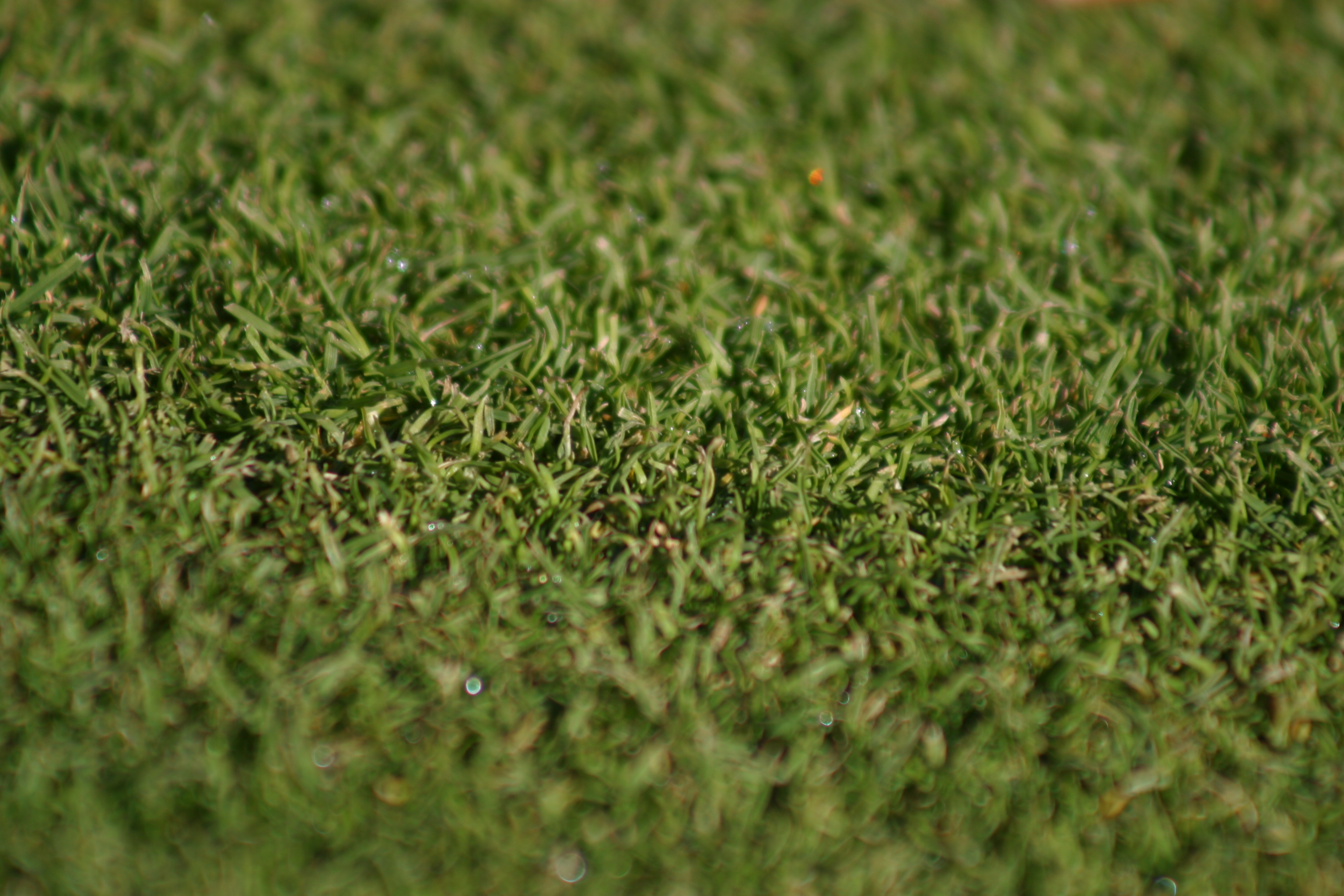 New mixture Low Mow grass seed Lawn UK