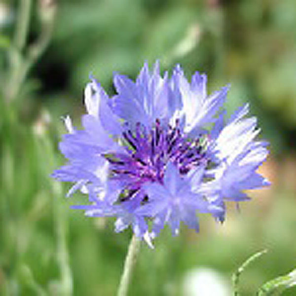 Wildflower Species Cornflower 50 grams Lawn UK