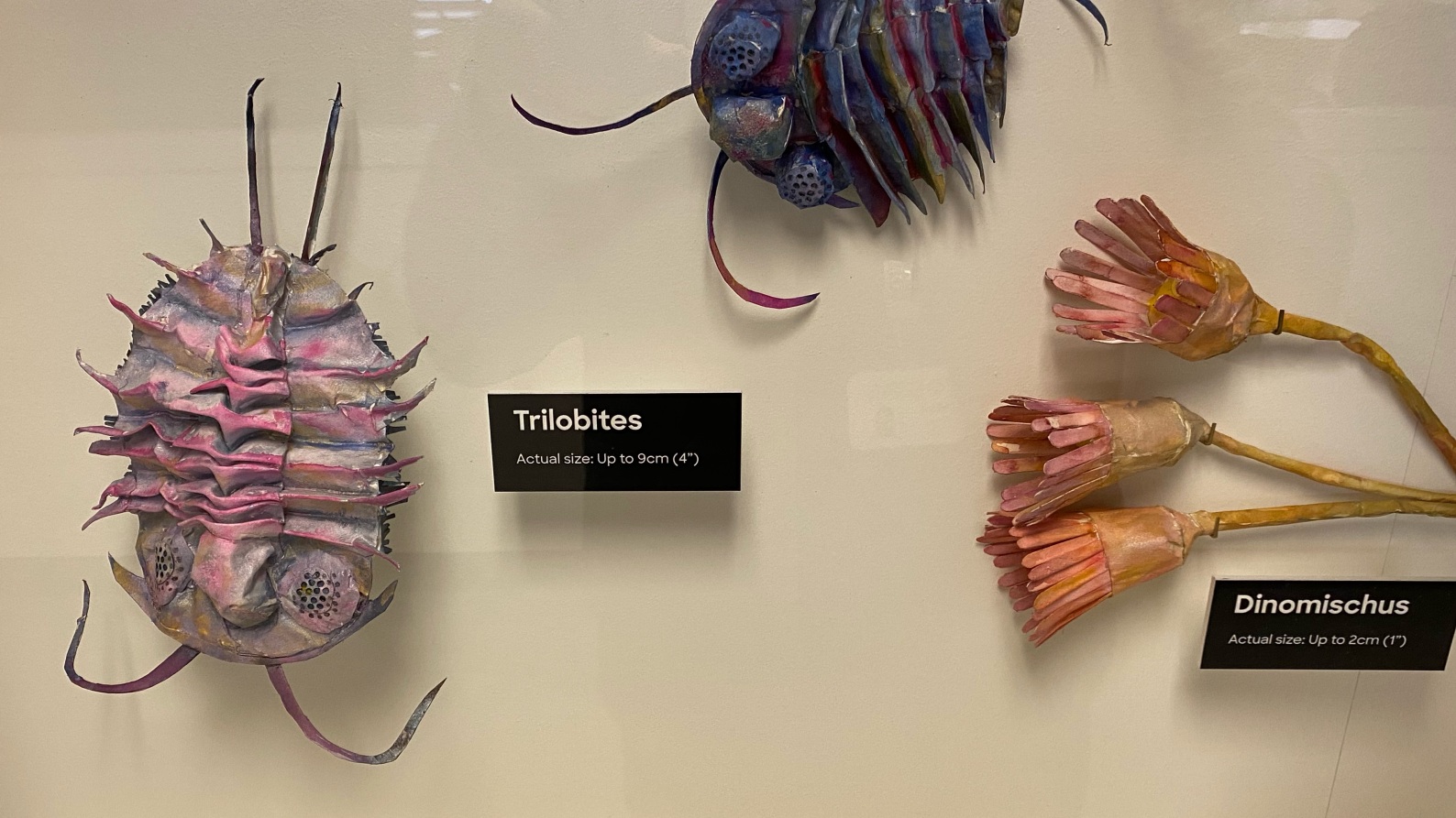 Cambrian Explosion The Lawrence Hall of Science