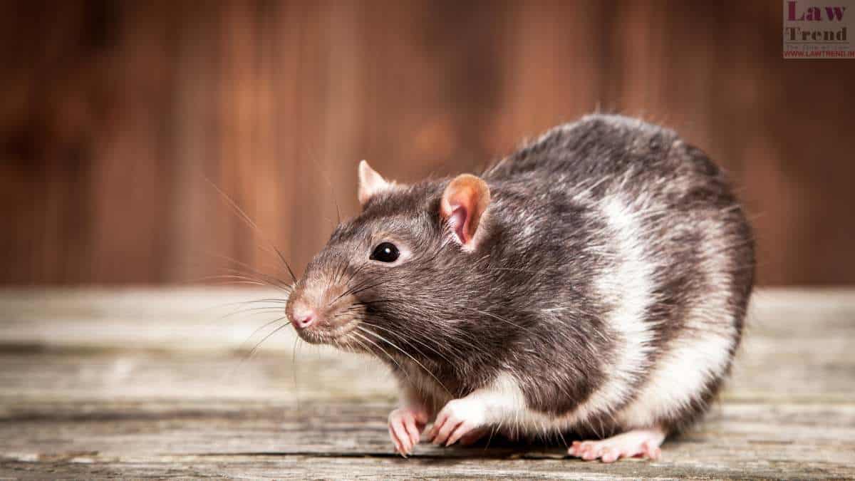 Police Claims Rats Ate 500 KG of Seized Marijuana; Court Says Prove It