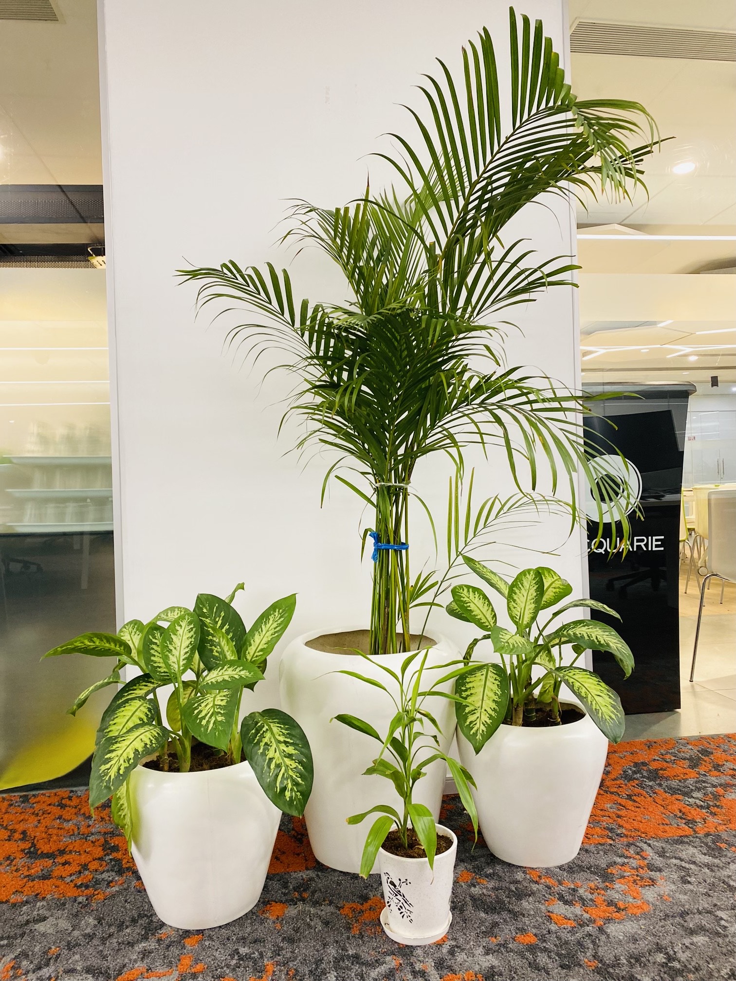 Walkway & Corridor Plants Laxmi Plants