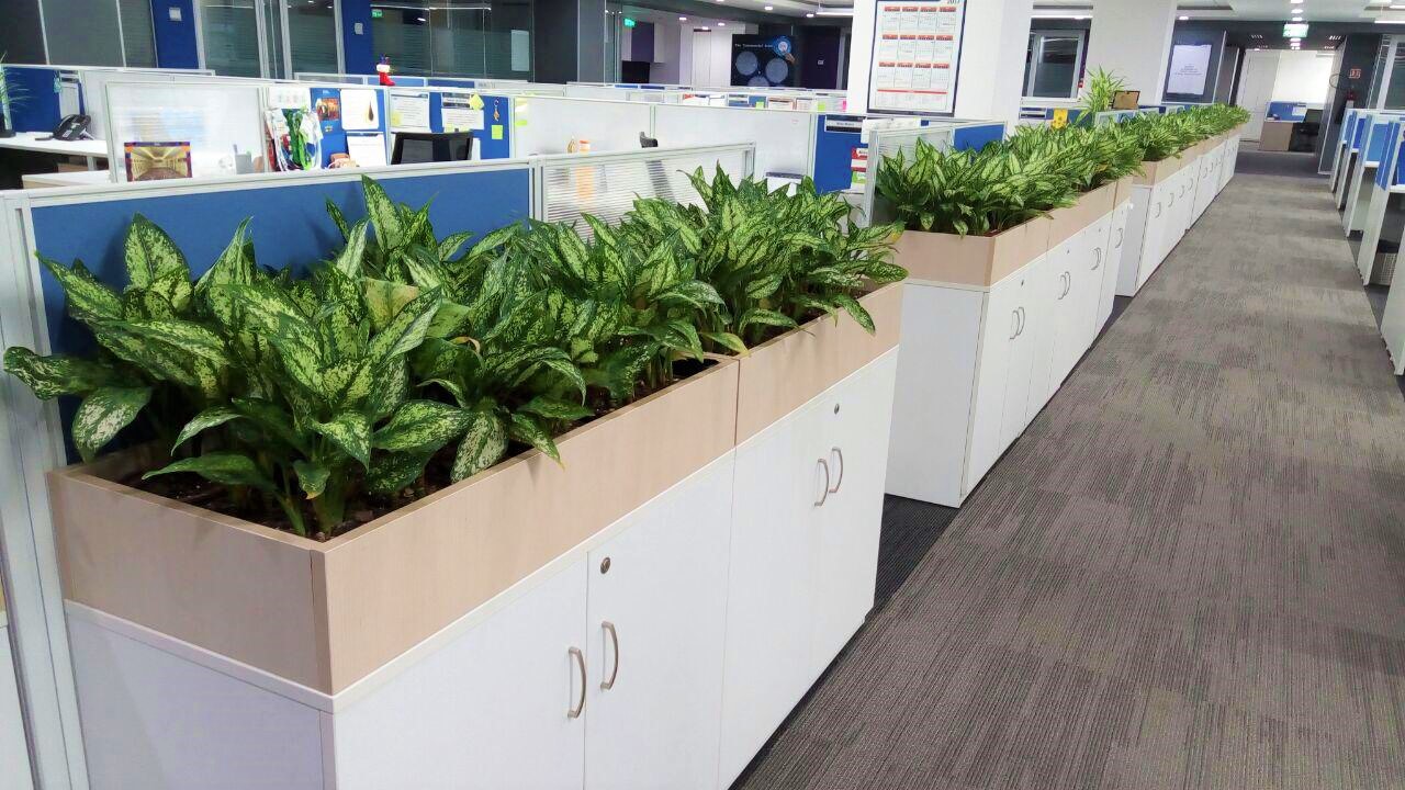 Workstation & Cabin Plants Laxmi Plants