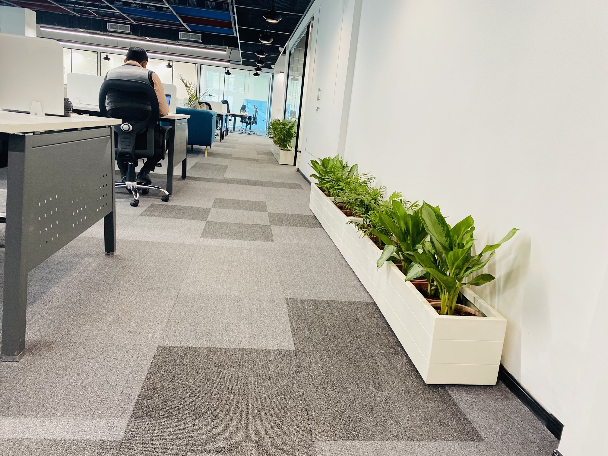Walkway & Corridor Plants Laxmi Plants