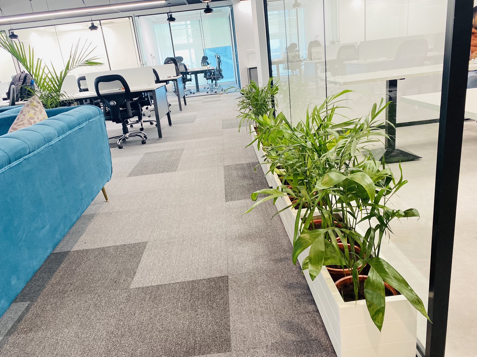 Walkway & Corridor Plants Laxmi Plants