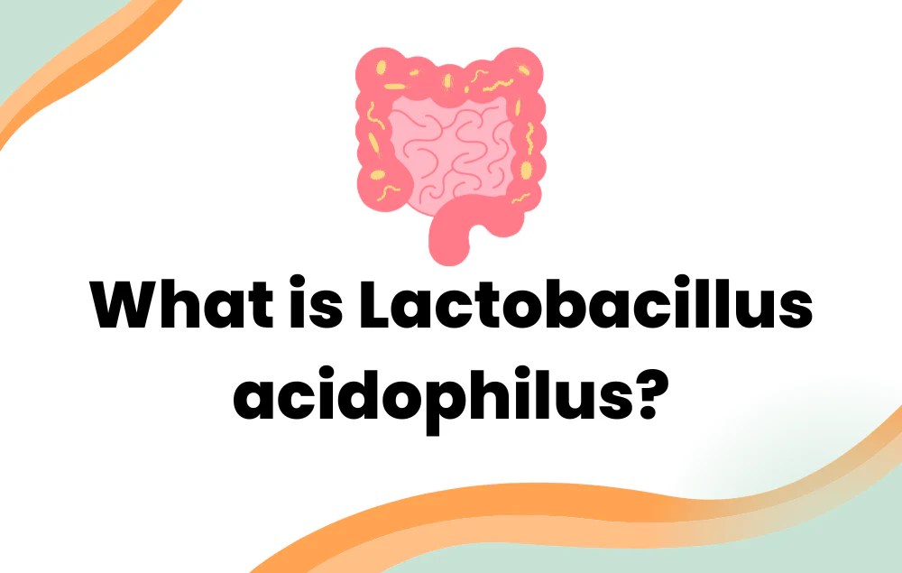 What is Lactobacillus acidophilus? Layer Origin Nutrition
