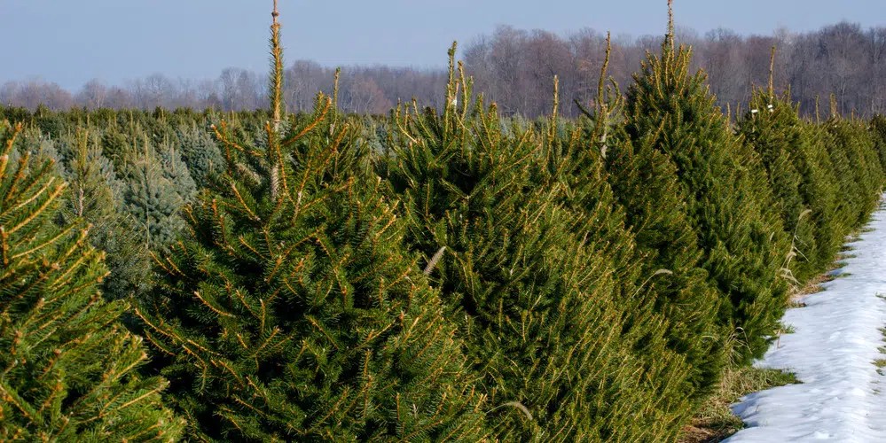 Large Caliper Tree Farm Top Evergreen Trees for Sale in Utah
