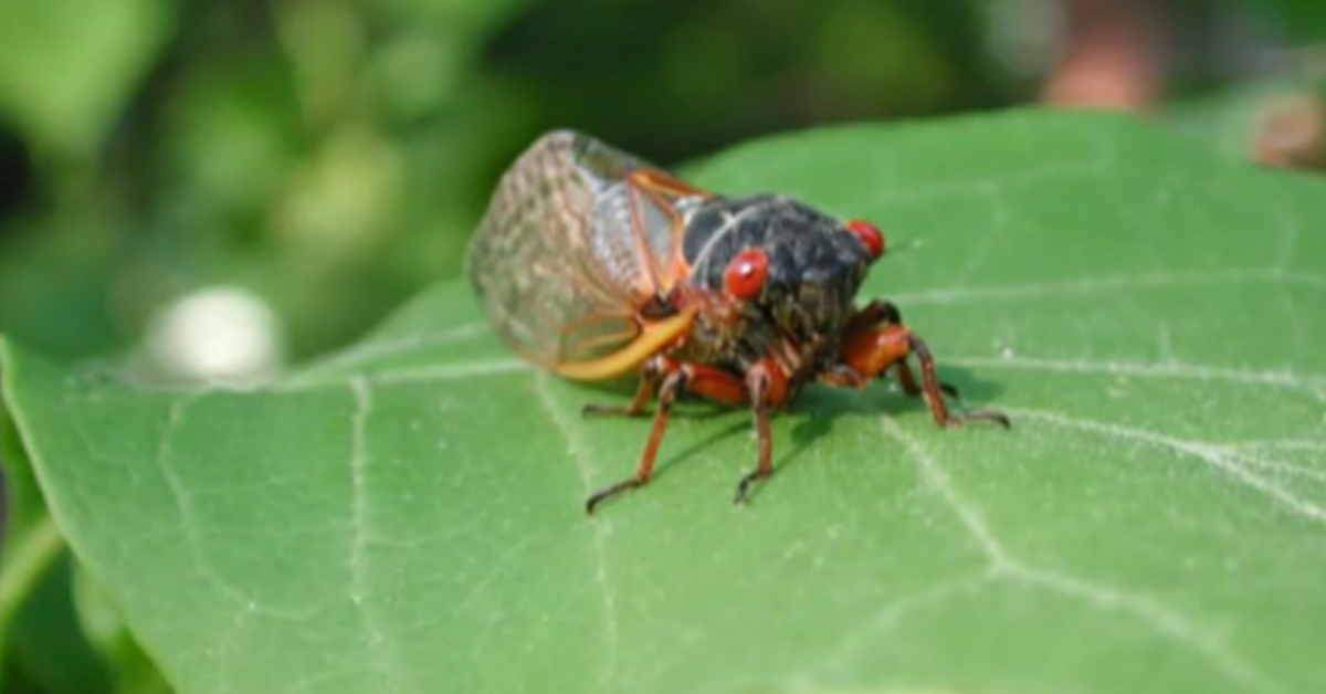 Cicadas 2021 What To Expect Lazo Landscaping
