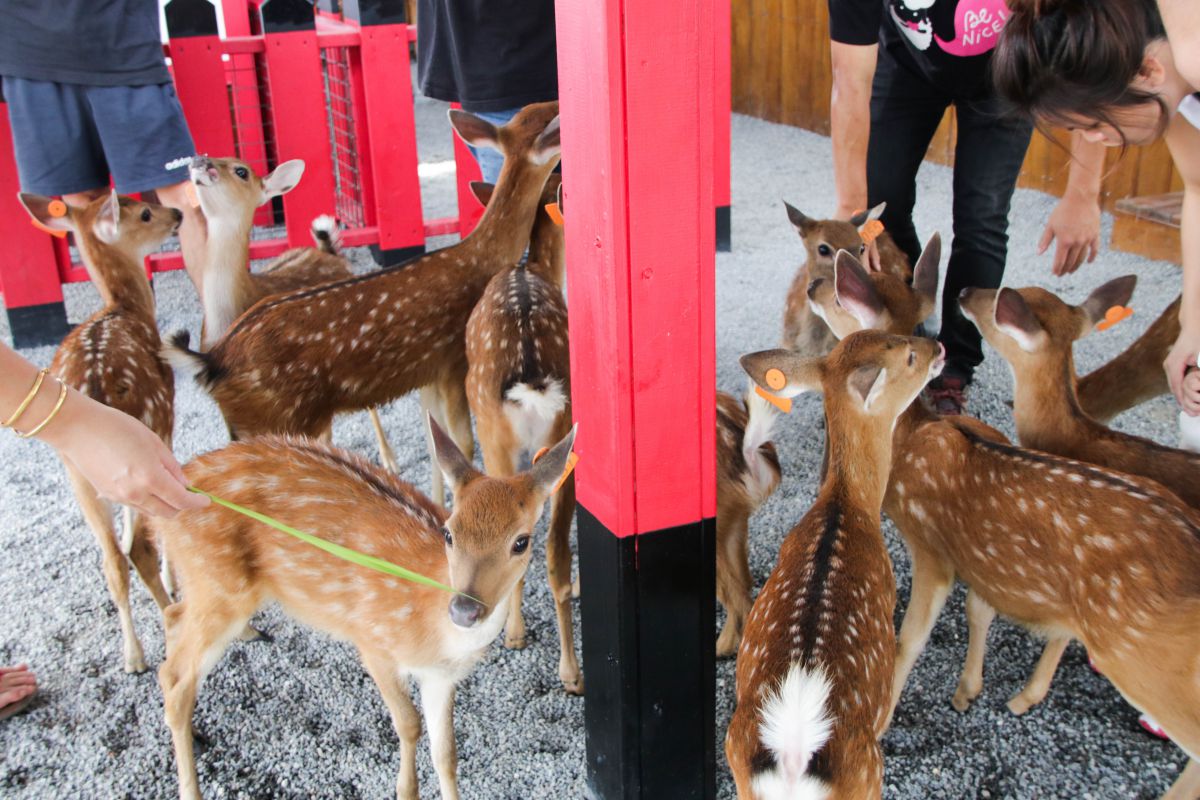 宜蘭三星景點推薦！6個親子農場懶人包、免費親子景點好去處