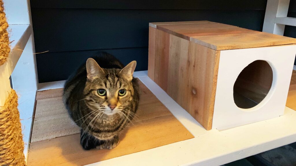 Ultimate DIY Cat Condo Lazy Guy DIY