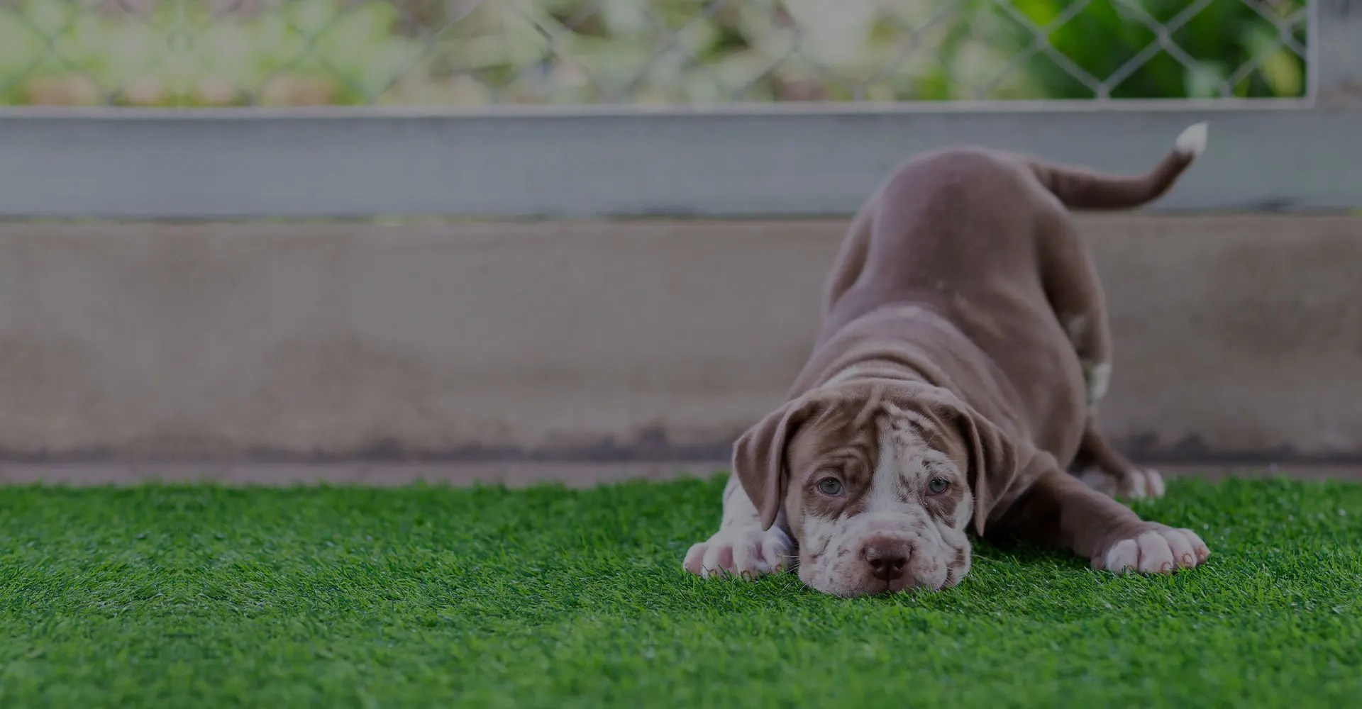 What You Need to Know about Artificial Turfs and Pets Lazy Lawn