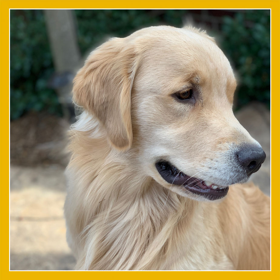 Maverick Golden Retreiver Breeder Pug Breeder Lazy Paws Kennels