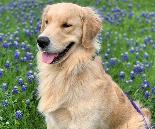 Maverick Golden Retreiver Breeder Pug Breeder Lazy Paws Kennels