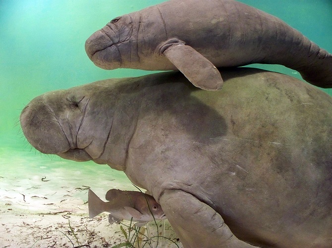 Manatees Are The Floaty Potatoes Of The Sea World