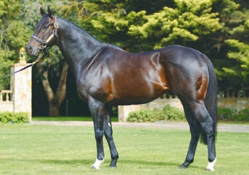 The Most Expensive Horses in the World Lazy Penguins