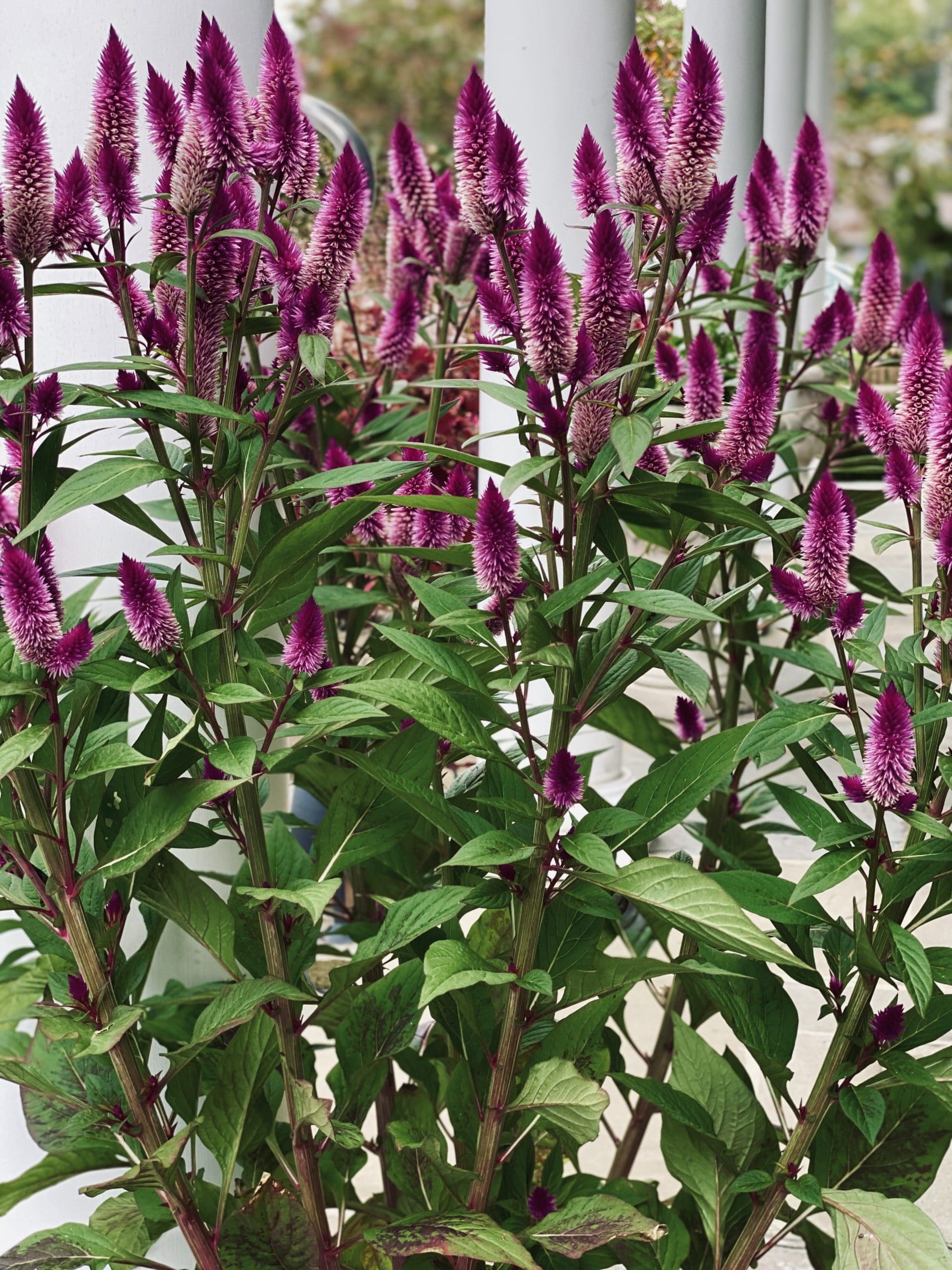 The Best Plants for Fall Planting Living Beautifully