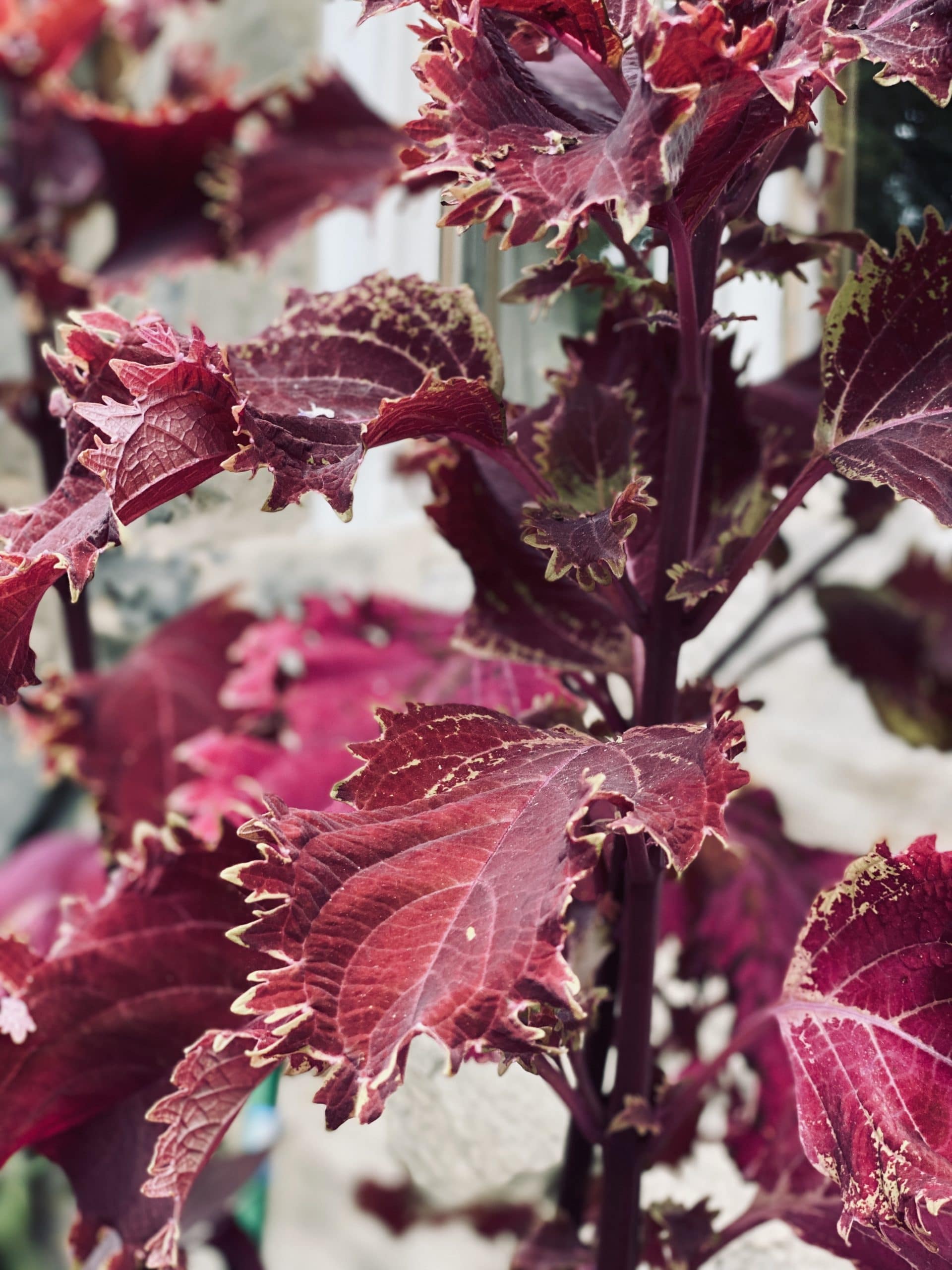 The Best Plants for Fall Planting Living Beautifully