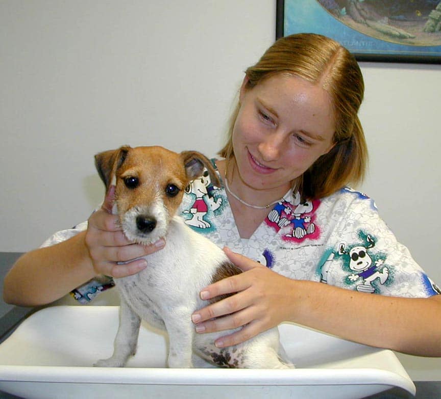 Beckypuppy Long Beach Animal Hospital