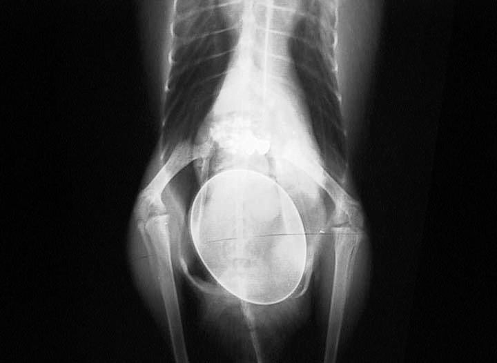 Bird XRays Long Beach Animal Hospital