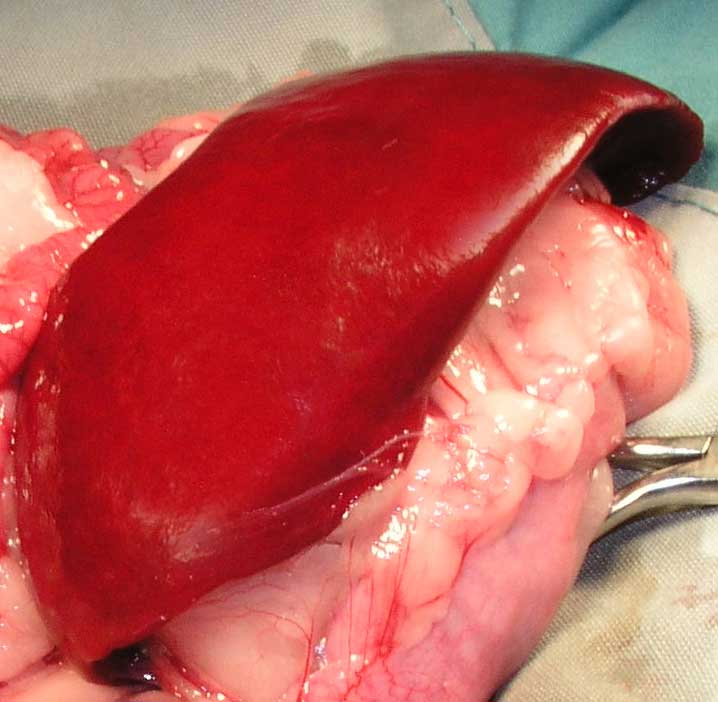 Spleen in dogs and cats. Long Beach Animal Hospital