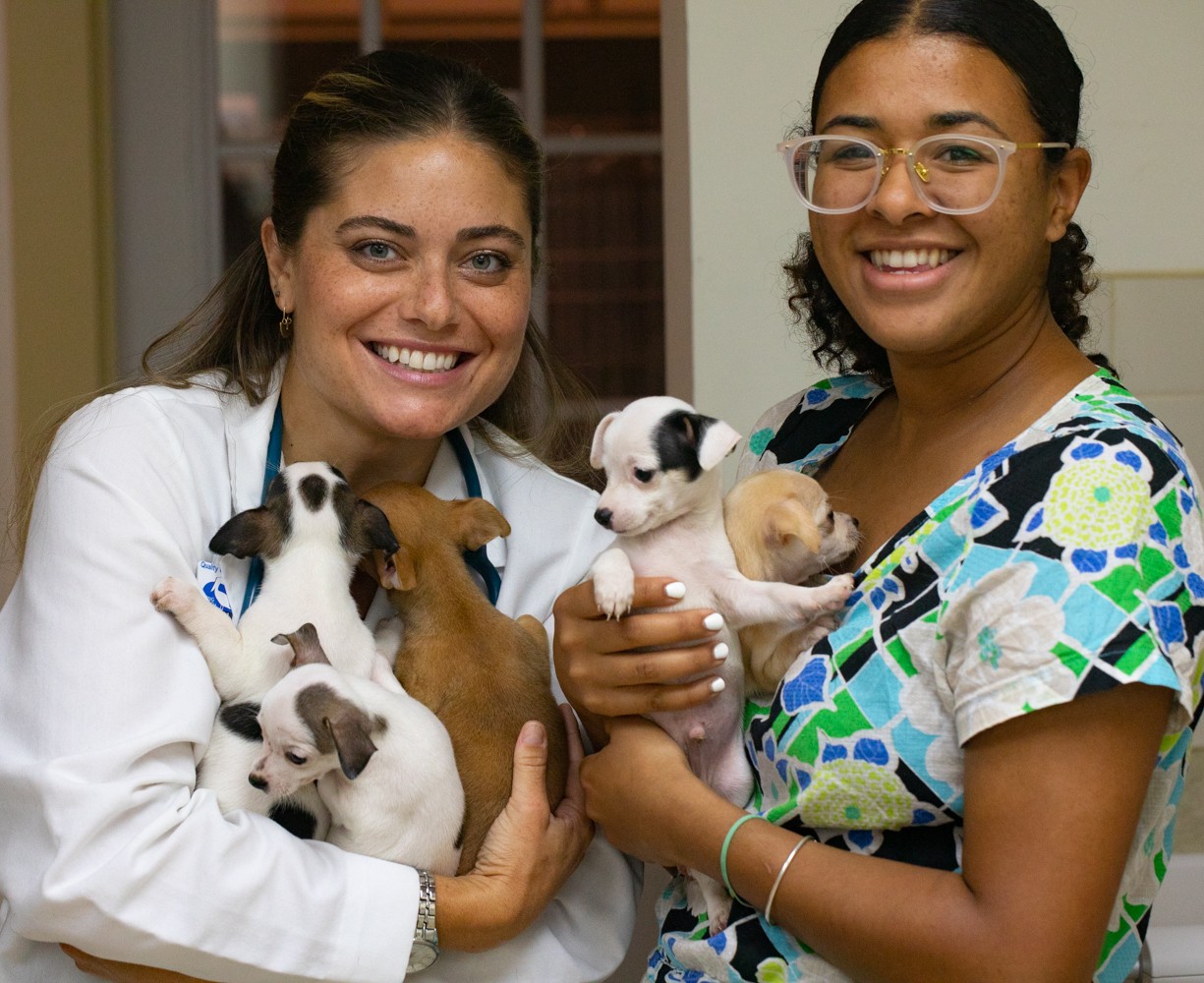 Long Beach Animal Hospital Animal Emergency Long Beach Cats & Dogs