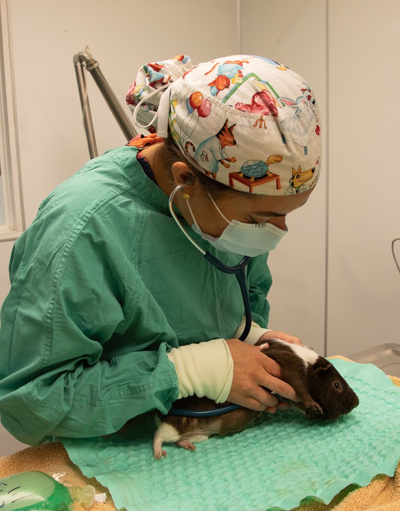 Long Beach Animal Hospital Animal Emergency Long Beach Cats & Dogs