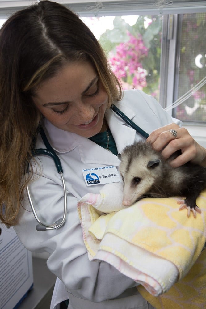 Long Beach Animal Hospital Animal Emergency Long Beach Cats & Dogs