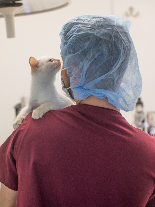 Long Beach Animal Hospital Animal Emergency Long Beach Cats & Dogs