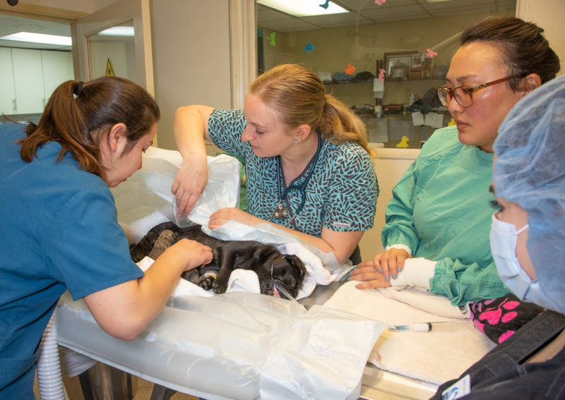 team Long Beach Animal Hospital