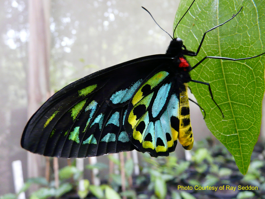 Richmond Birdwing Butterfly video Lake Baroon Catchment Care Group